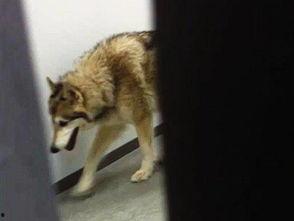 冬季宠物爆料视频大全集,宠物爆料视频大全集精彩回顾  第3张